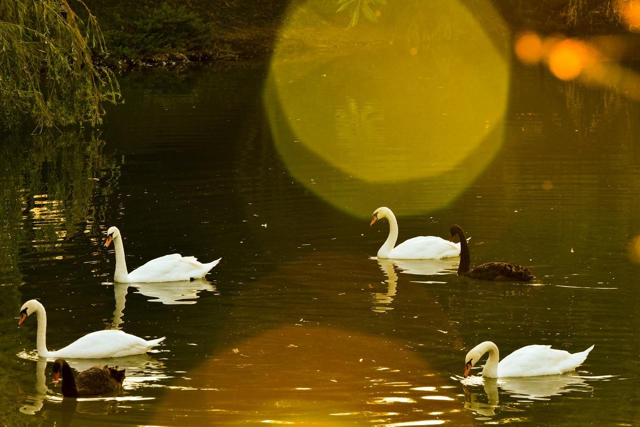 Lacul Verde Resort Ploiesti Luaran gambar
